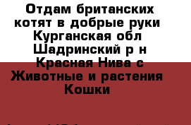 Отдам британских  котят в добрые руки - Курганская обл., Шадринский р-н, Красная Нива с. Животные и растения » Кошки   